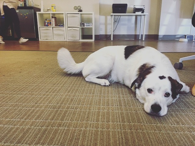 office dog