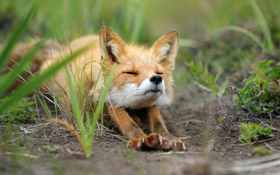 Analytics that will have your MK efforts looking foxy | FoxMetrics