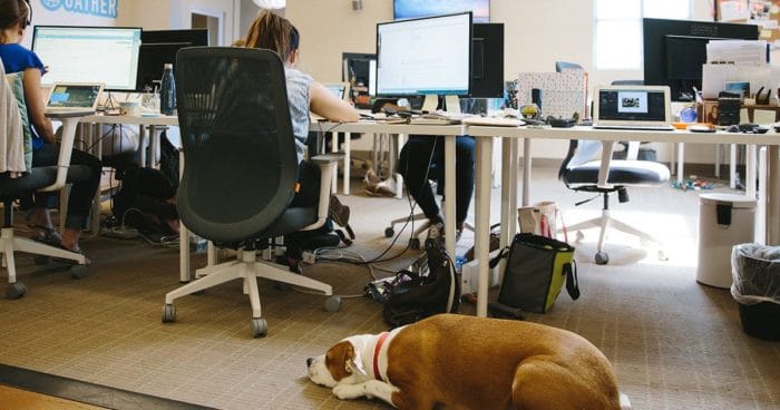 6 Reasons You Should Consider Allowing An Office Dog