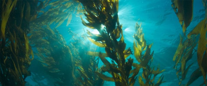 This Startup Sends Robots Sea Deep to Restore Balance In the Kelp Forests